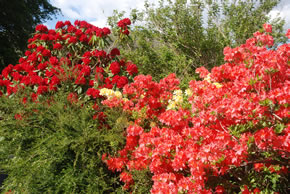 azaleas azaleas